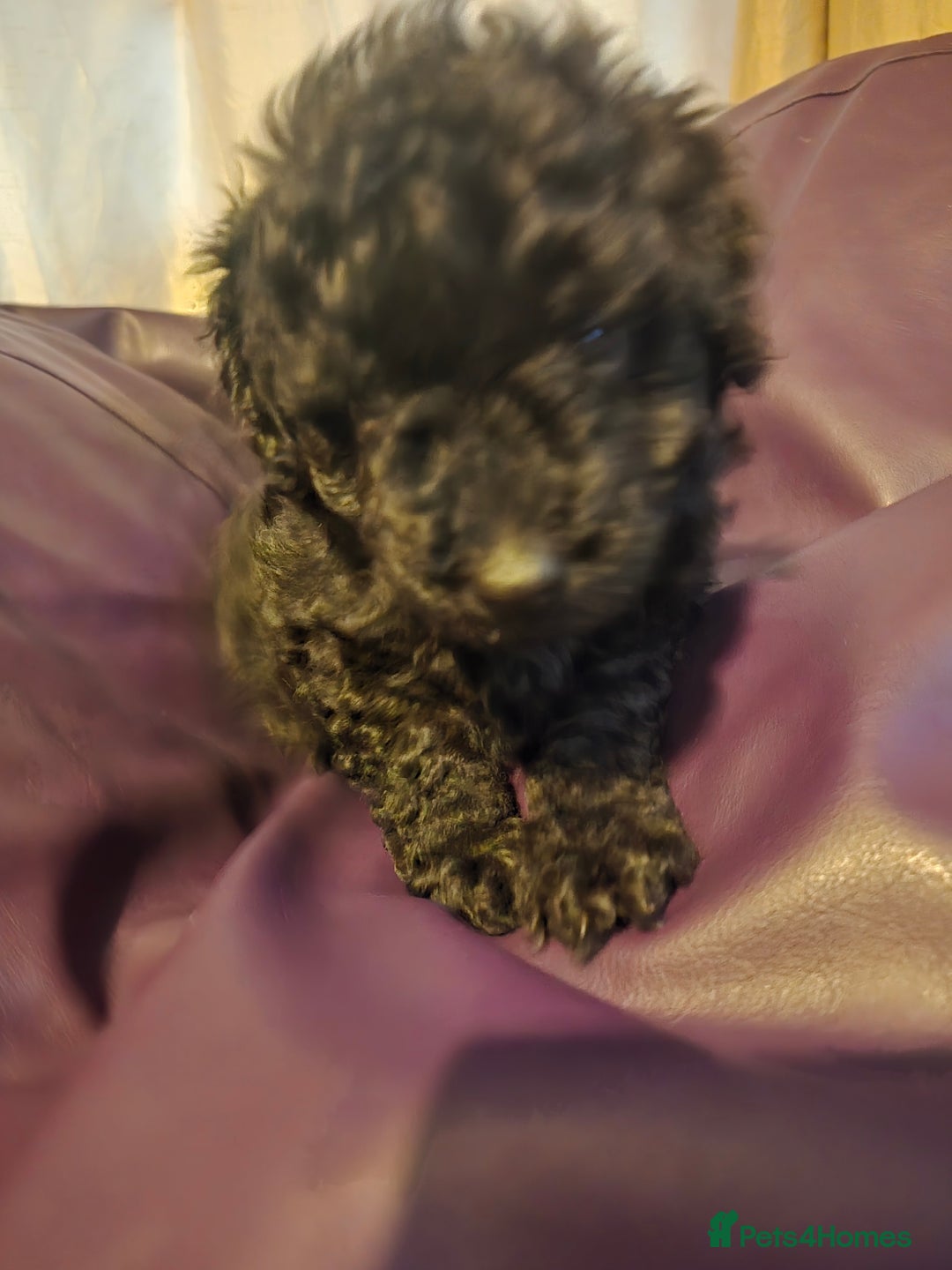 Mixed Breed dogs for sale: Poodles cross patterdale boy pupies - Advert 4