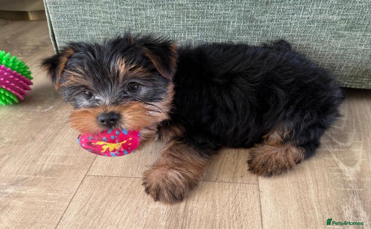 Yorkshire Terrier dogs - Advert 1