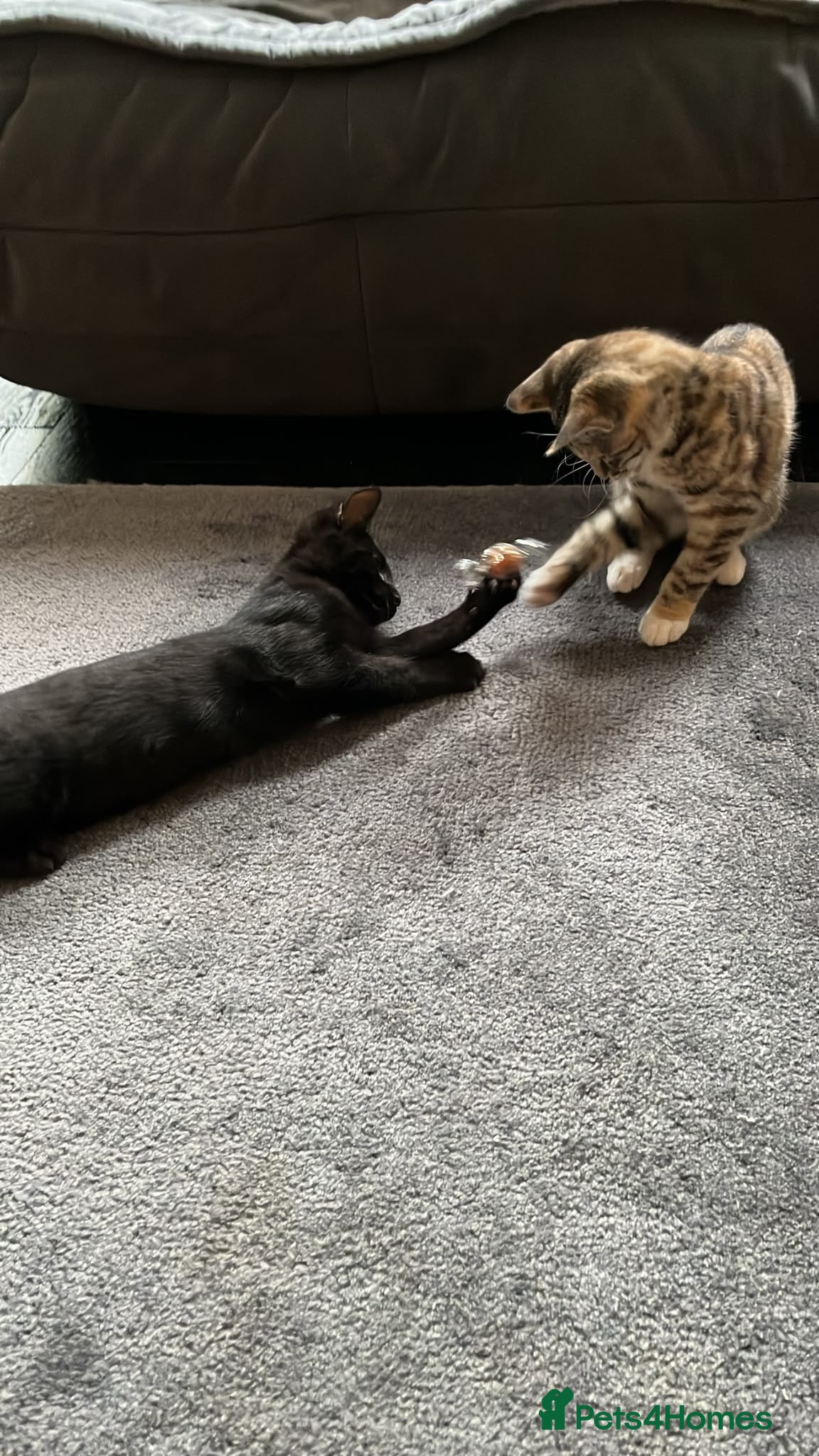 Mixed Breed cats Two kittens ready for their new home  🐾🤍 - Advert 11