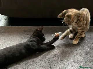 Mixed Breed cats Two kittens ready for their new home 🐾🤍 - Advert 11