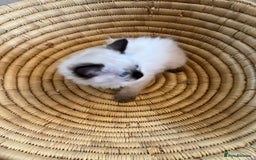 Ragdoll cats for sale: Quick sale - Image 7