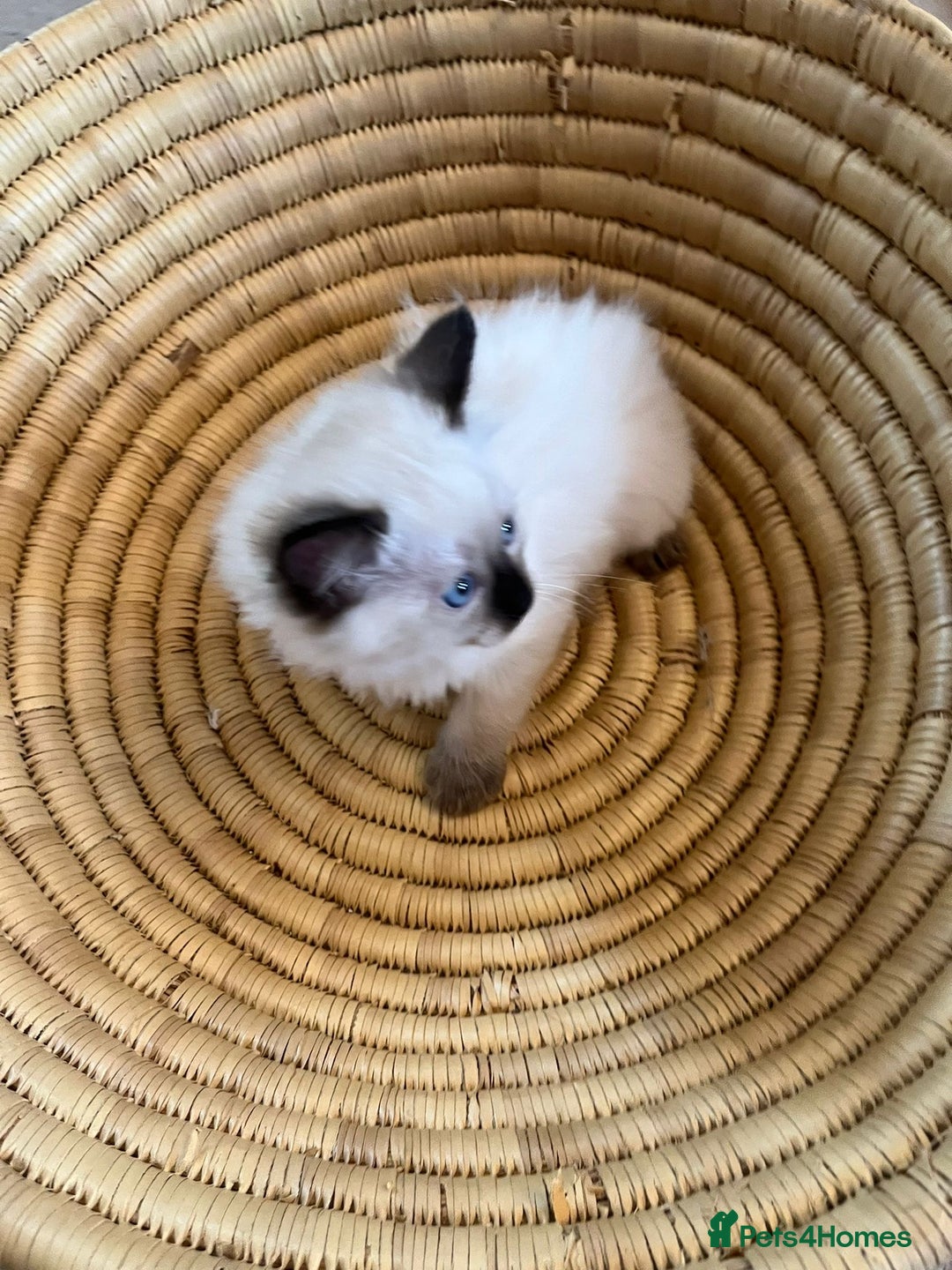 Ragdoll cats for sale: Quick sale - Image 7