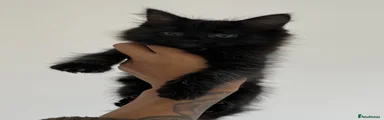 Black & hints of white girl ( Raven )
