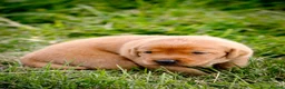Labrador Retriever dogs for sale: Elite Litter: KC Registered Fox Red Labrador Pups - Advert 7