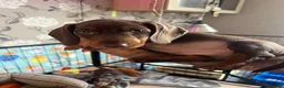 Dachshund dogs for sale: Dachshund puppies for sale  - Advert 29
