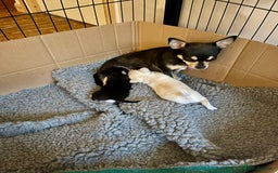 Chihuahua dogs for sale: KC Chihuahuas 🇬🇧 bloodlines 🌟🌟🌟🌟🌟 - Image 4