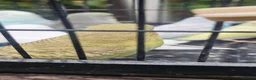 Budgerigars birds for sale: Baby budgies for sale  in Waltham Abbey - Advert 15