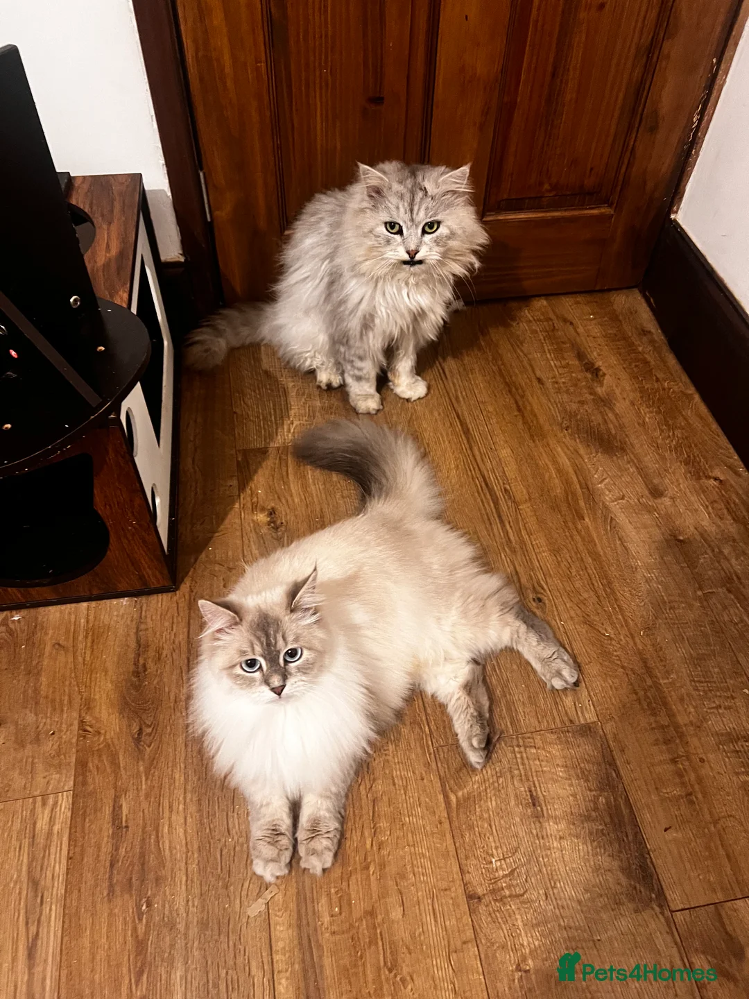 Siberian cats for sale: Siberian female kitten:) - Advert 10