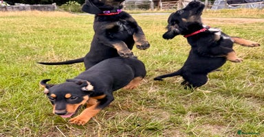 Mixed Breed dogs - Advert 11