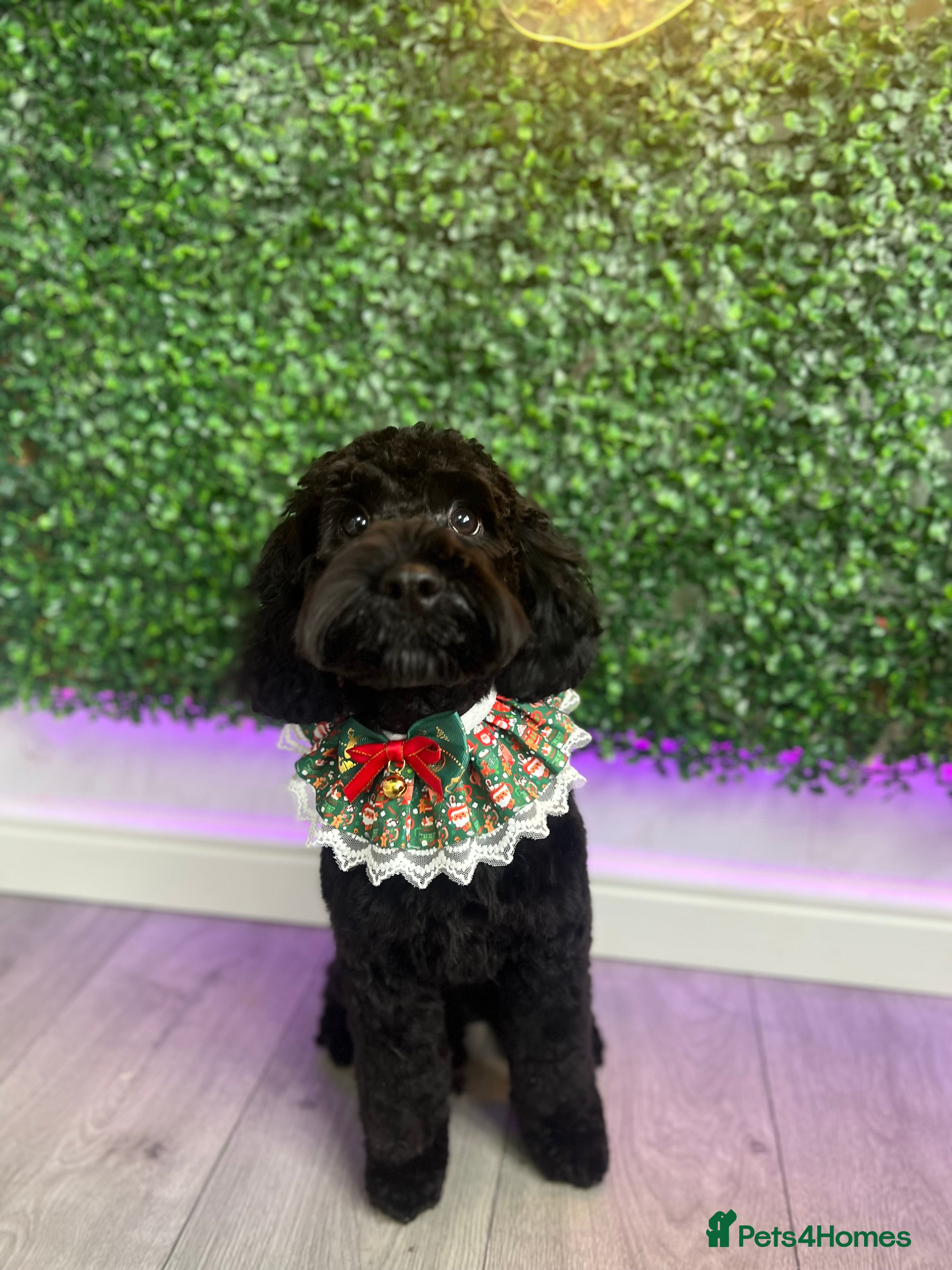 Cockapoo dogs Female Cockapoo looking for new home - Advert 13