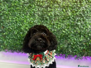 Cockapoo dogs Female Cockapoo looking for new home - Advert 1