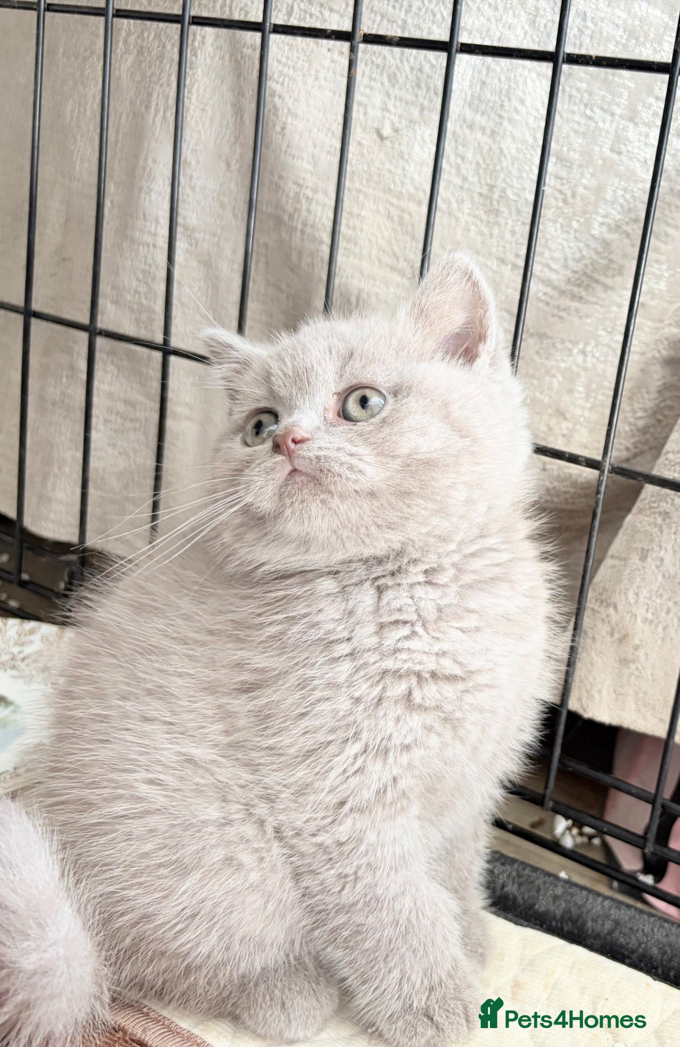 British Shorthair cats Adorable British Shorthair Kittens Ready to go - Advert 17
