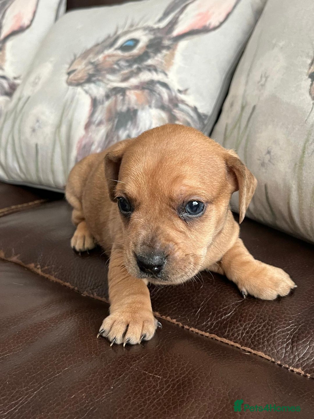 Mixed Breed dogs for sale: French wieners - Image 8