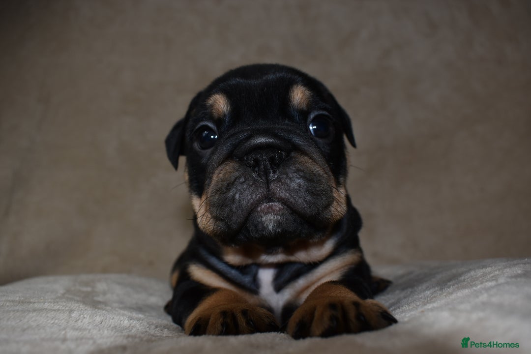 English Bulldog dogs for sale: English bulldog puppies for sale  - Advert 8