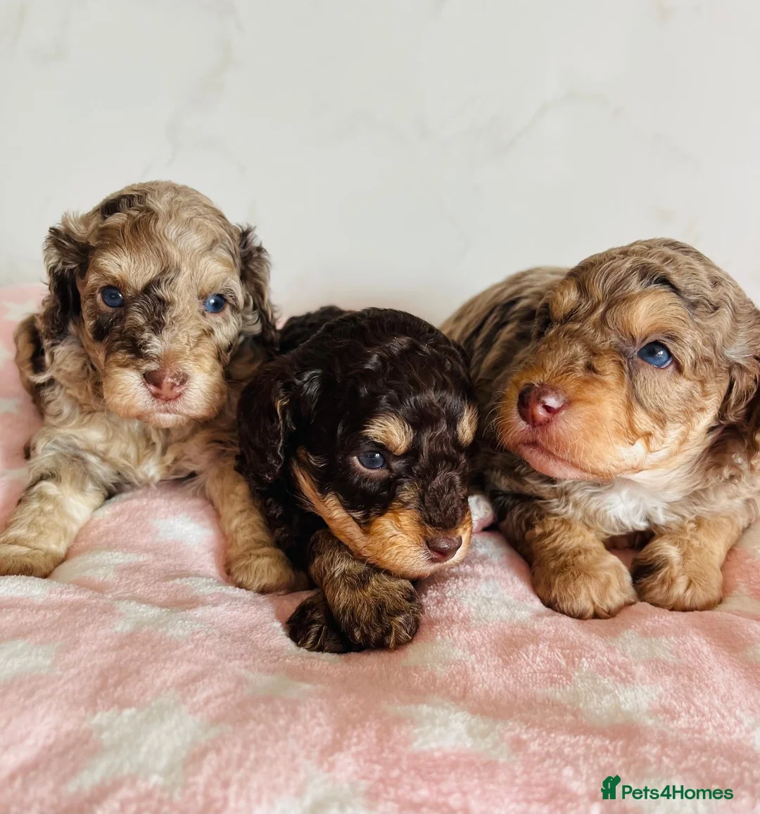 Cockapoo dogs for sale: Fully DNA tested stunning Cockapoo puppies - Advert 8