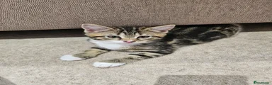 Domestic Shorthair 3