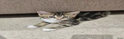 Domestic Shorthair cats for sale: Adorable kittens -Hayling island  - Advert 27