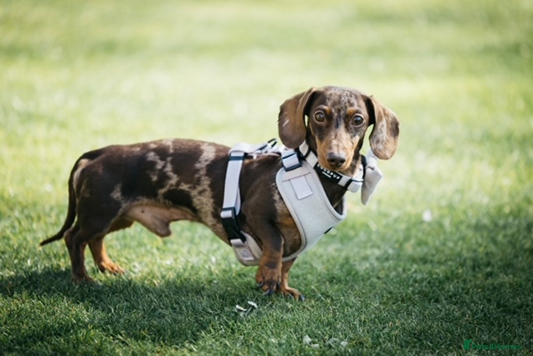 Miniature Dachshund dogs for stud: 🐾 KC Miniature Dachshund – Otto Von Krumm 🐾 - Image 2