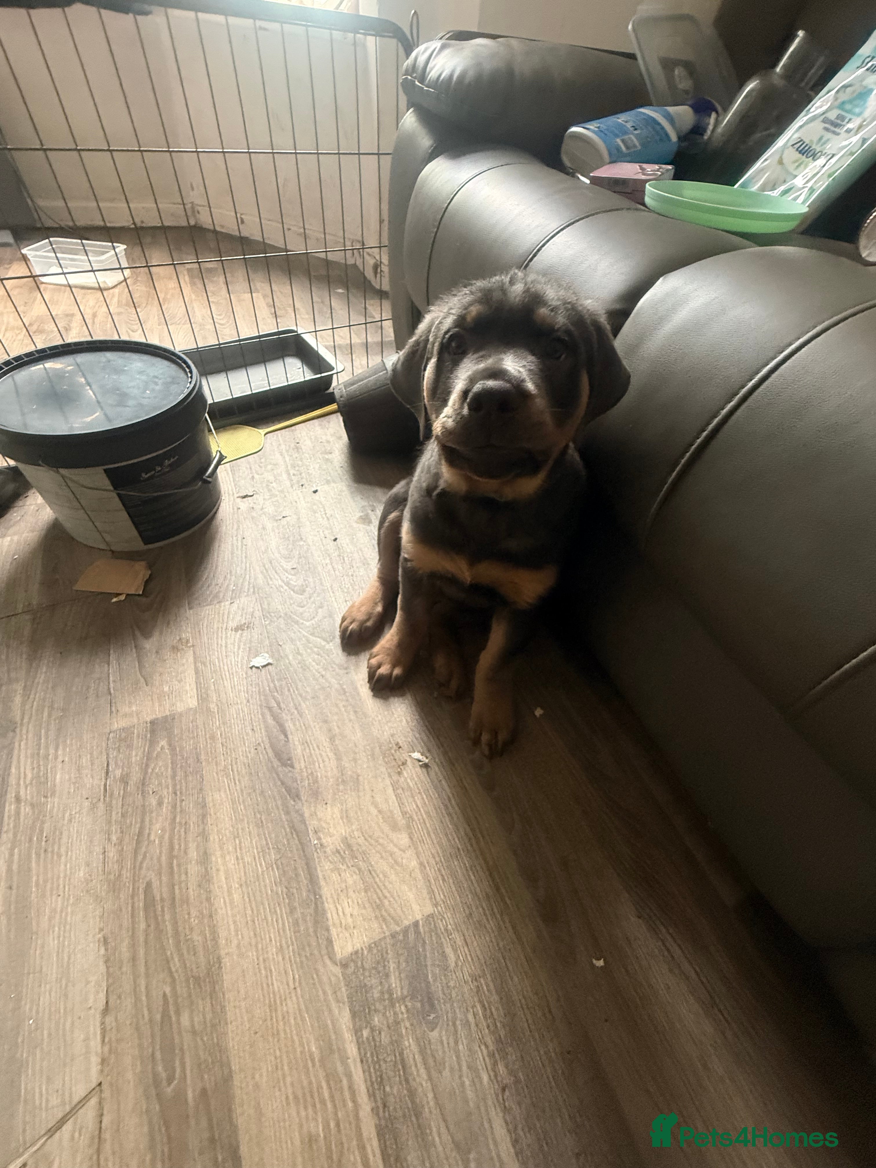 Rottweiler dogs Stunning Rottweilers for sale - Advert 2