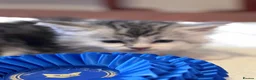 Maine Coon cats for sale: Fabulous Maine Coon Kittens with Pedigree For Sale - Advert 14