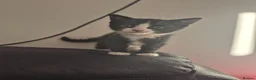 Mixed Breed cats for sale: X4 tuxedo Dolli mix  - Advert 5