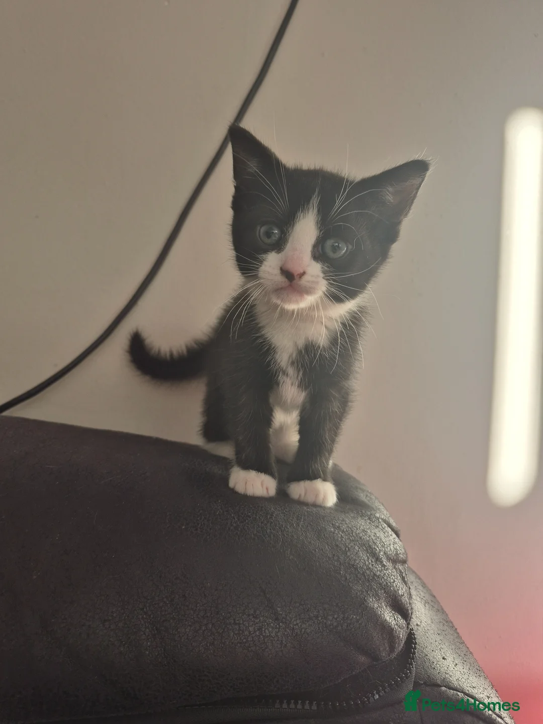 Mixed Breed cats for sale: X4 tuxedo Dolli mix  - Advert 5