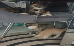 Mixed Breed cats for sale: 5 kittens looking for forever homes. - Image 10