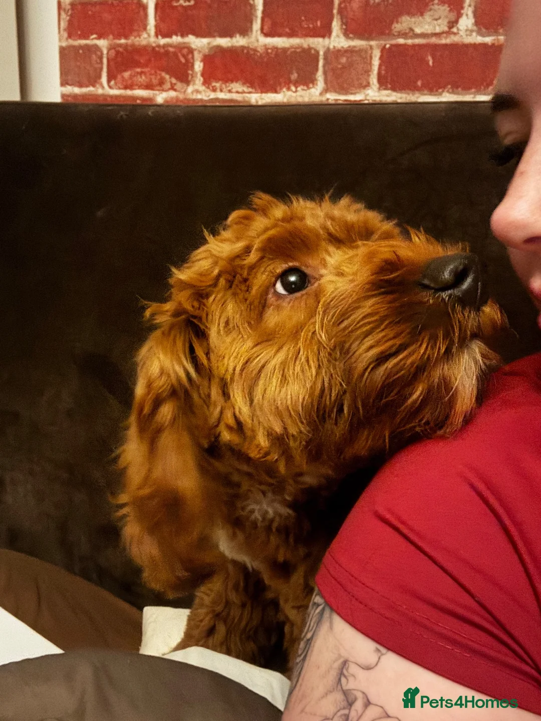 Maltipoo dogs for sale: Rehoming maltipoo puppy  in Hebburn - Advert 2