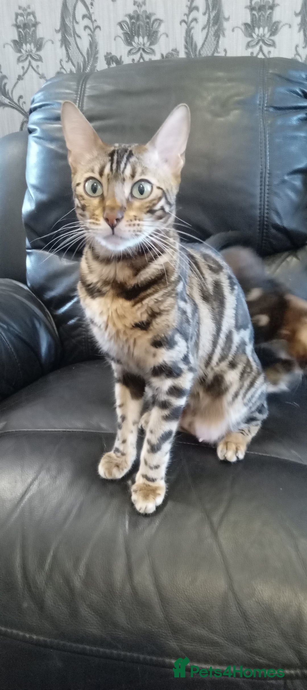 Bengal cats for sale: Pedigree Bengal Kittens - Advert 23