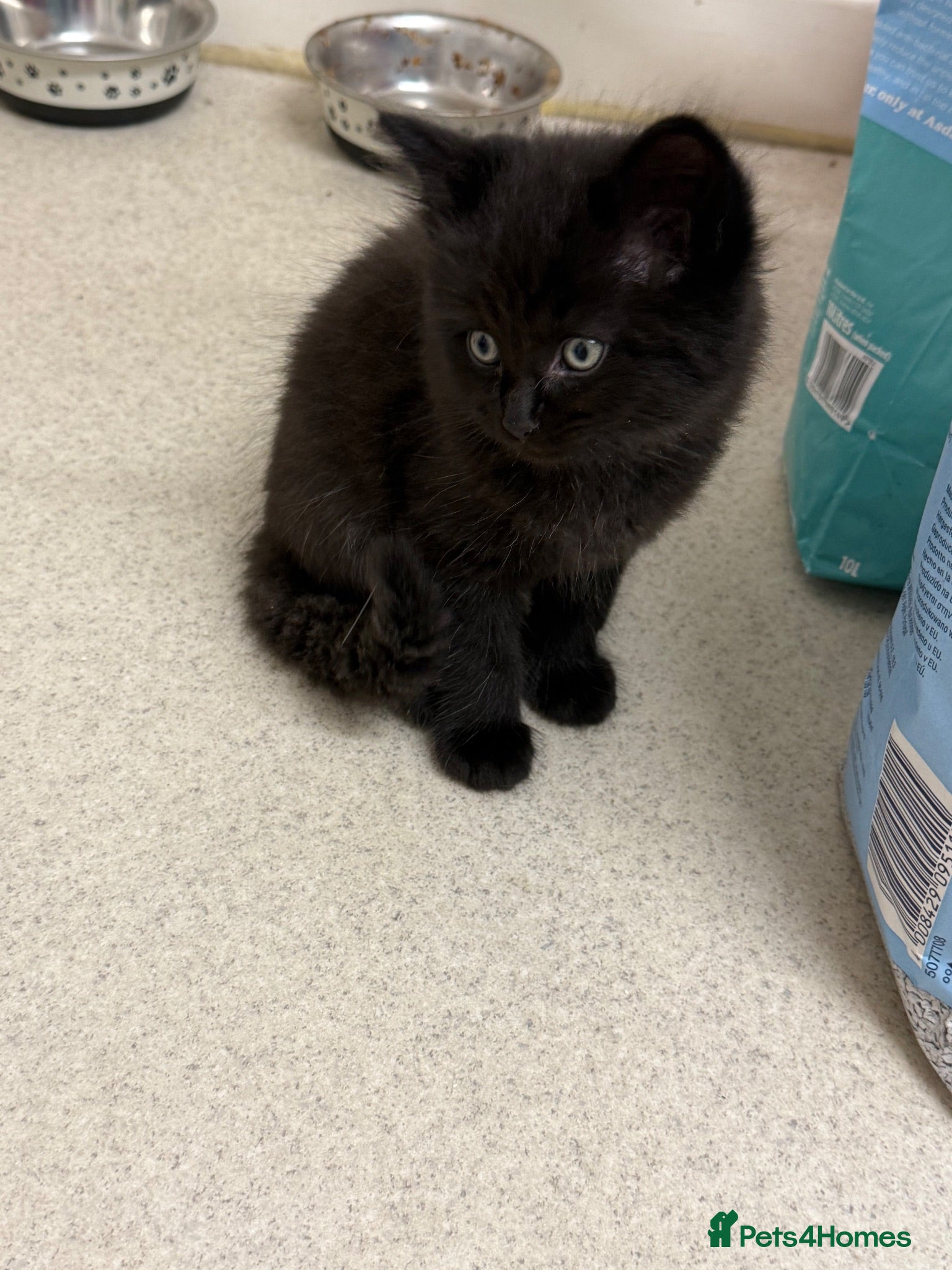 Mixed Breed cats Ragamuffin mix kittens please read description  - Advert 2