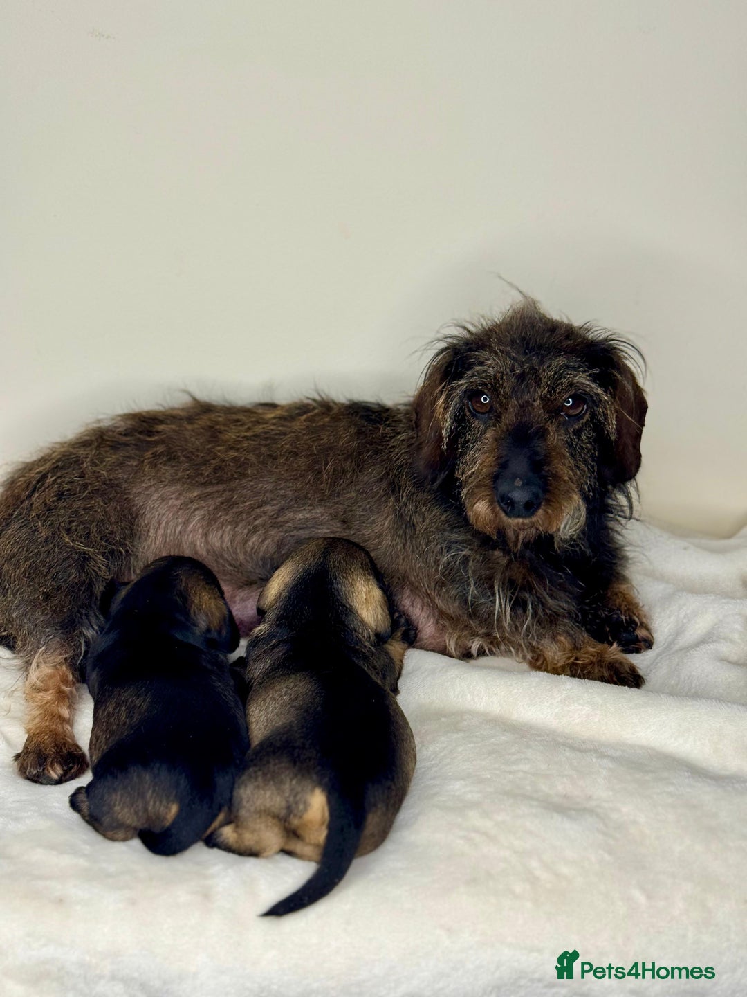 Miniature Dachshund dogs for sale: KC reg mini wires PRA LAFORA clear  - Advert 14