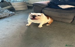 English Bulldog dogs for sale: Neil  - Image 16