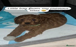 Cockapoo dogs for sale: FOX RED COCKAPOOS ⭐️⭐️ - Image 19