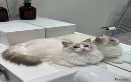 Ragdoll cats for sale: Tica Seal Lynx Tabby Point Bicolor Active Female  - Image 4
