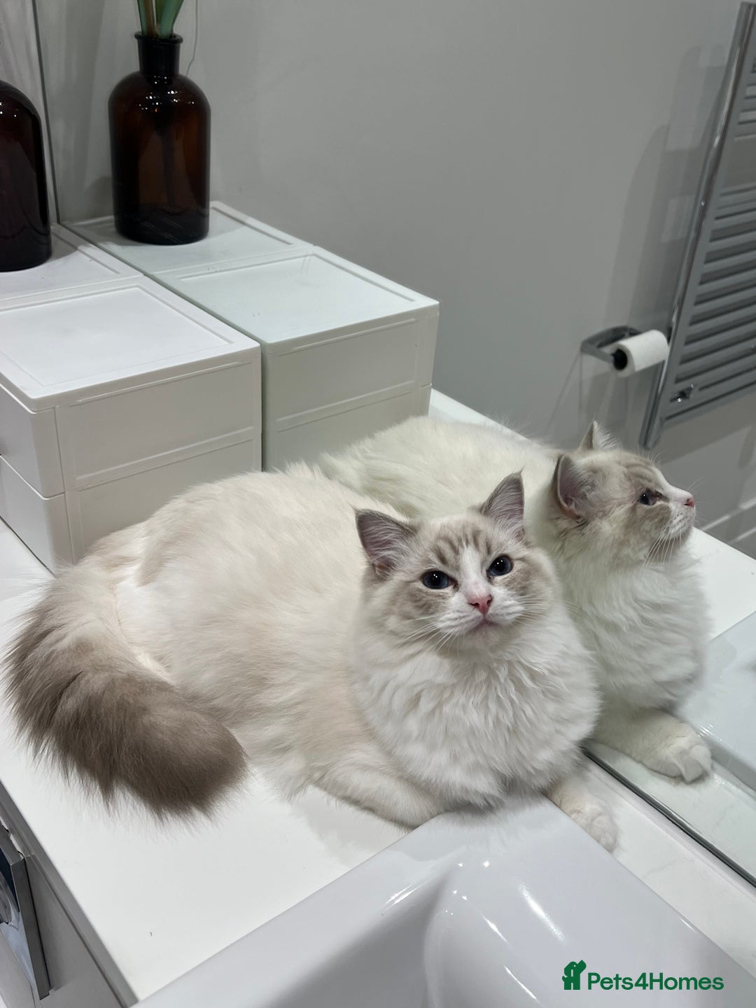Ragdoll cats for sale: Tica Seal Lynx Tabby Point Bicolor Active Female  - Image 4