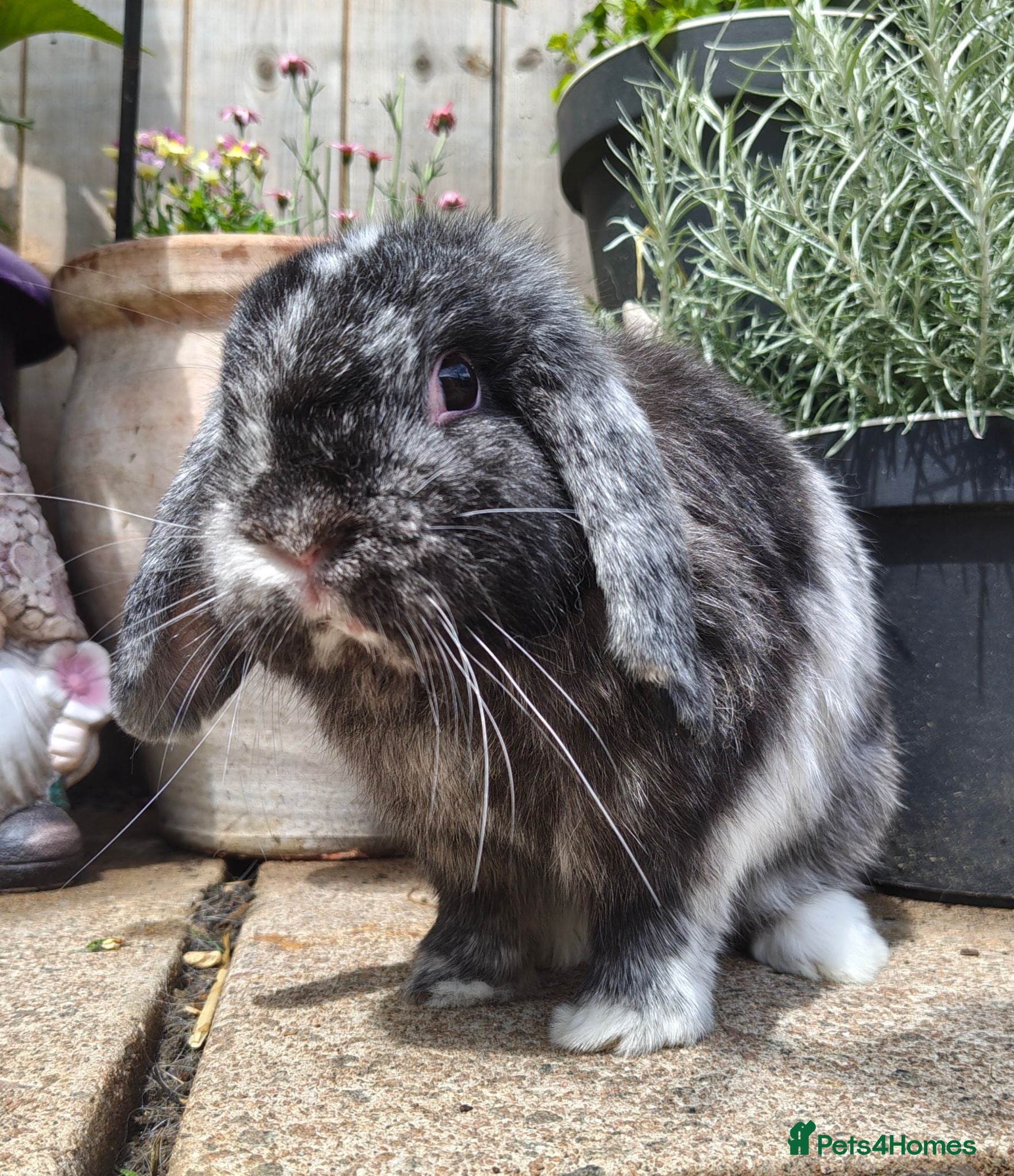 Mini Lop rabbits Beautiful black magpie mini lop buck  - Advert 6
