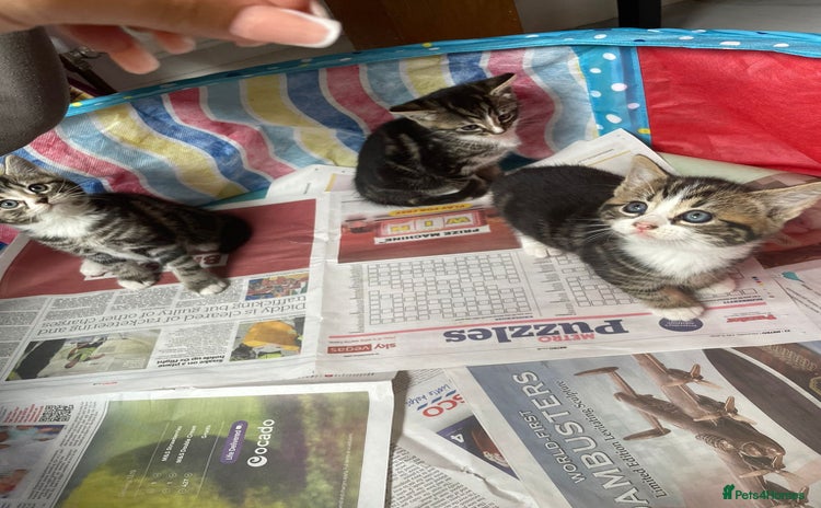 Mixed Breed cats - Advert 3