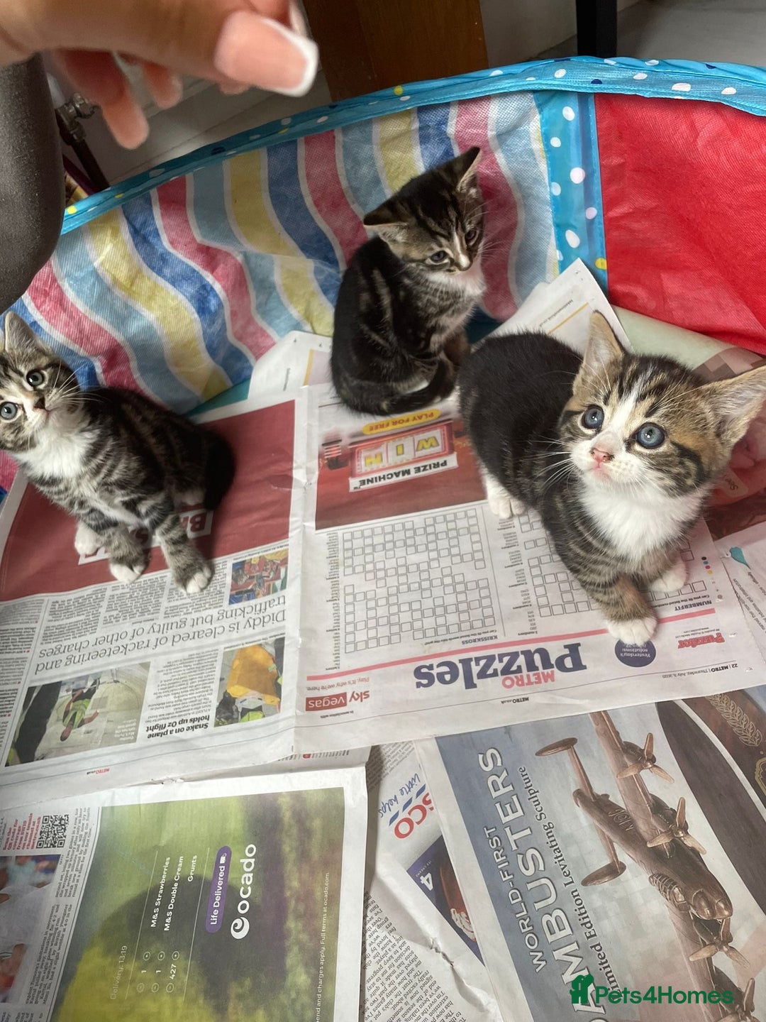 Mixed Breed cats for sale: Maine coon mixed breed - Image 1