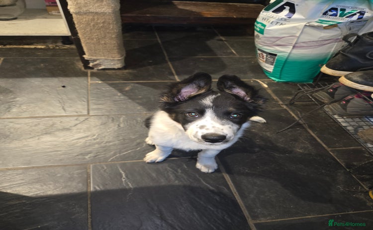 Border Collie dogs Beautiful border collie boy - Advert 3