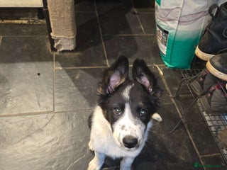 Border Collie dogs Beautiful border collie boy - Advert 2