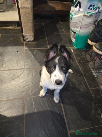 Border Collie dogs Beautiful border collie boy - Advert 1