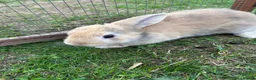Mini Lop rabbits for sale: Beautiful baby bunnies for sale!  - Advert 3