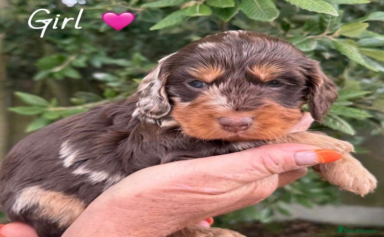 Cockapoo dogs - Advert 11