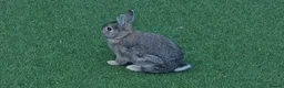 Mixed Breed rabbits for sale:  Gorgeous Bunnies for Sale 5 Male and 1 female. - Advert 2