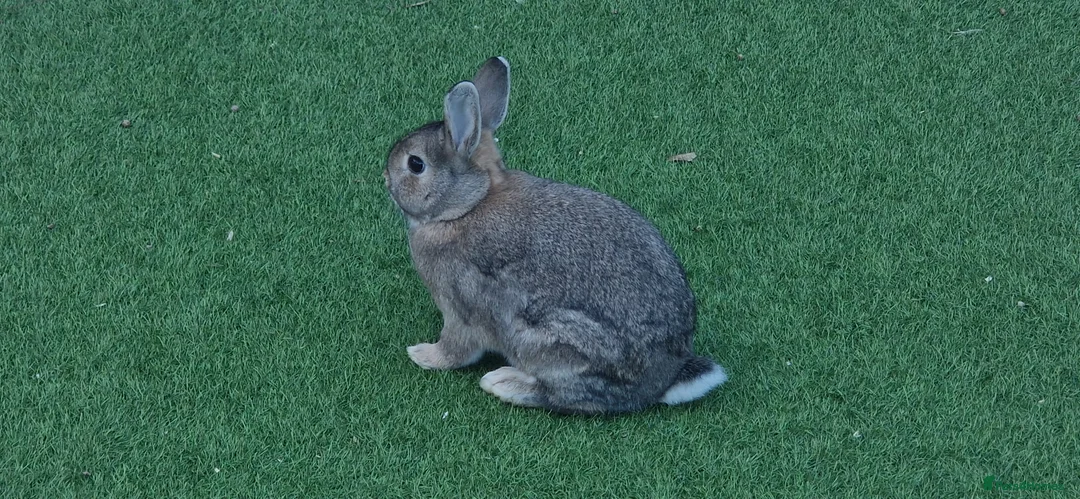 Mixed Breed rabbits for sale:  Gorgeous Bunnies for Sale 5 Male and 1 female. - Advert 2