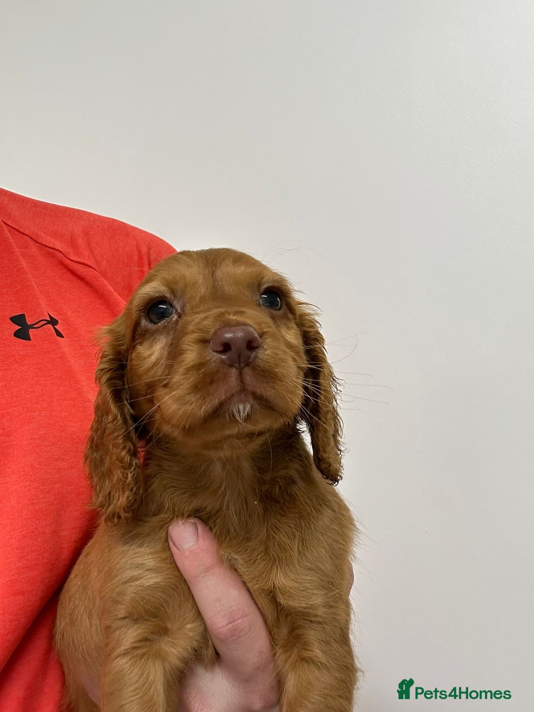 Cocker Spaniel dogs for sale: Gorgeous KC cocker spaniel puppies  - Advert 25