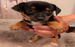 Jack Russell dogs for sale: Jack Russell puppies - Image 5