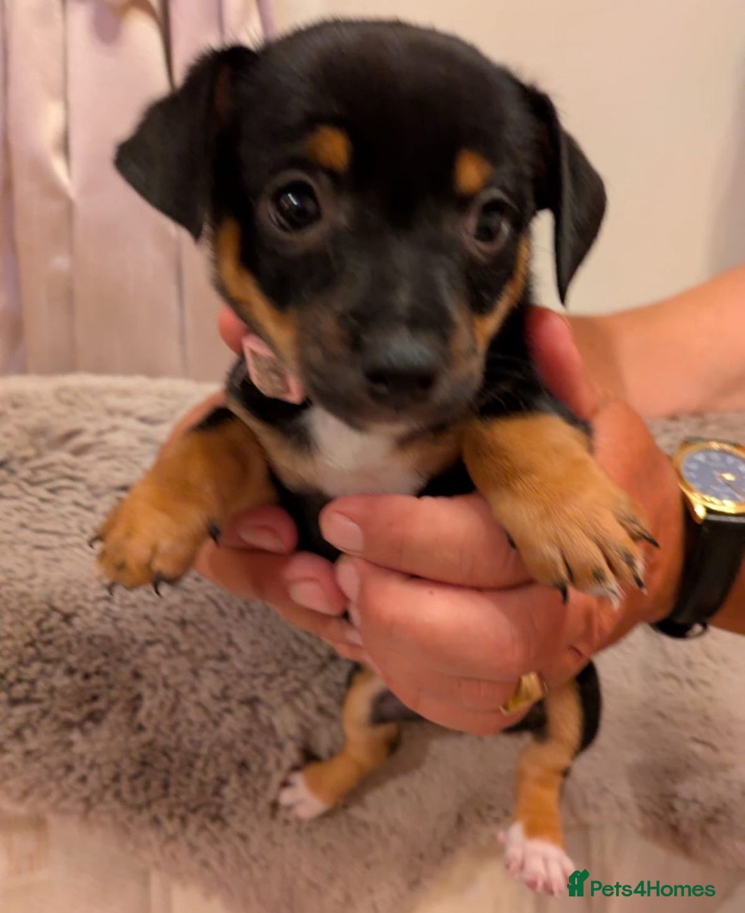 Jack Russell dogs for sale: Jack Russell puppies - Image 5
