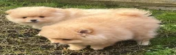 Pomeranian dogs for sale: Pomeranian puppy  - Advert 11