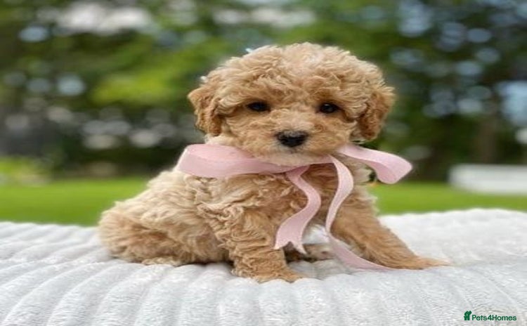 Cavapoo dogs - Advert 7